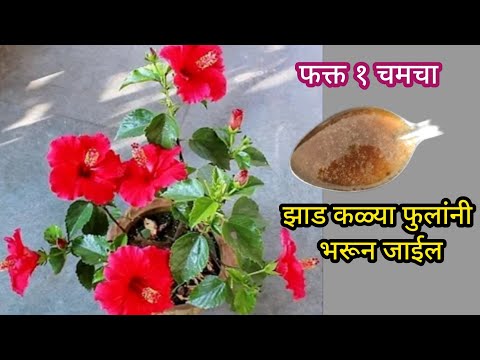 जास्वंद झाडाला येतील खूप सारी फुले||Homemade Fertilizer||#hibuscus#spgardeningmarathi