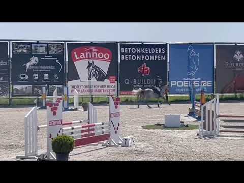 Sir Grey Castanoo - show video