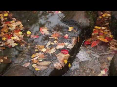 Richmond Park in autumn 2019