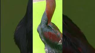 Download lagu Ayam bangkok ules paling dicari pukulan mematikan mp3