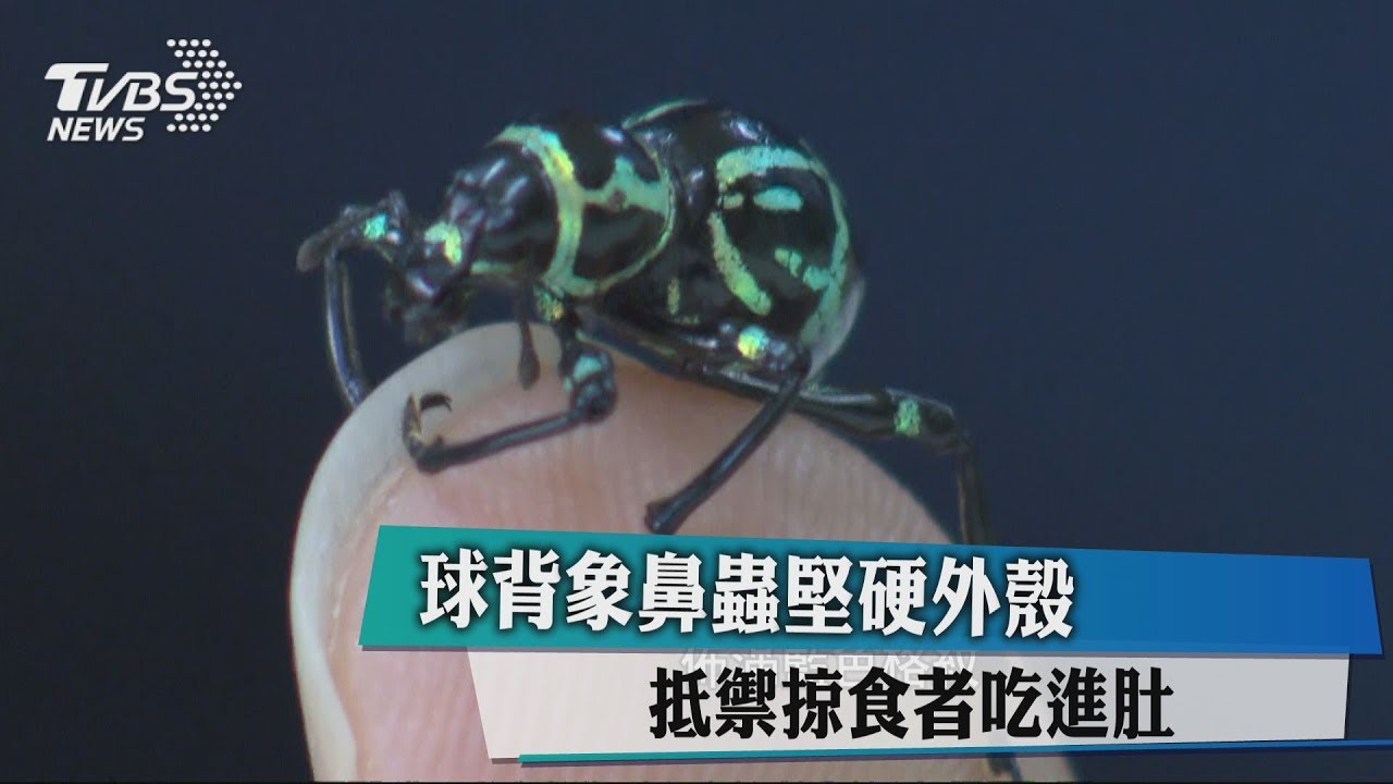 球背象鼻蟲堅硬外殼 抵禦掠食者吃進肚