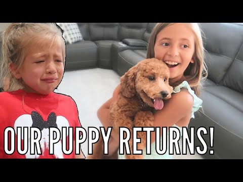 EMOTIONAL REUNION with our PUPPY! | Our Puppy Returns Back Home
