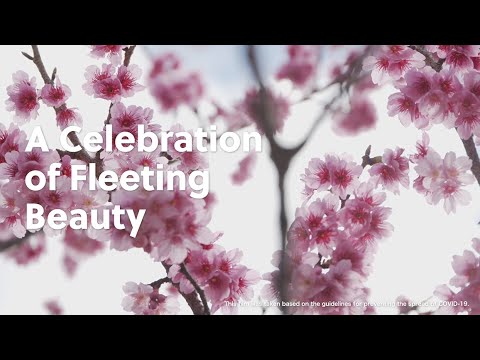 A Celebration of Fleeting Beauty - 60sec