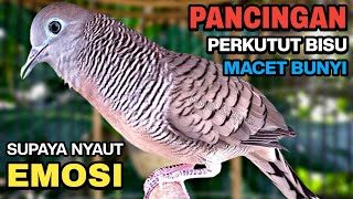 Download lagu Perkutut Lokal Gacor Suara Besar Pancingan Burung Perkutut Agar Cepat Bunyi. mp3