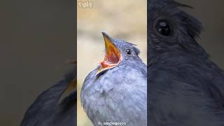 This Bird&#39;s Scream Will SHOCK You! 😱🦜 | Screaming Piha&#39;s Unbelievable Call #shorts