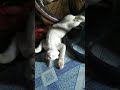 Cat Sleep Elmo