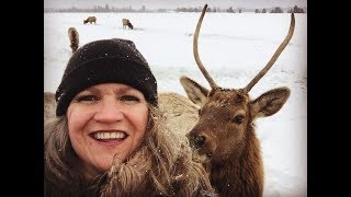 Feeding Wild Elk! Winter Sleigh Ride Fun.