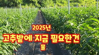 고추밭 괴산청결고추 가뭄 해결책은 점적테이프 분수호스 헛골물대기 충북 괴산 풀뿌리농장 [고추재배방법]