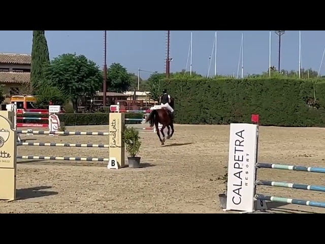 Bellissimo castrone del 2010