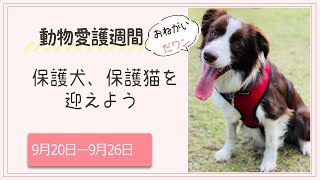 動物愛護週間に考えること #保護犬との暮らし#野犬も幸せに#保護猫