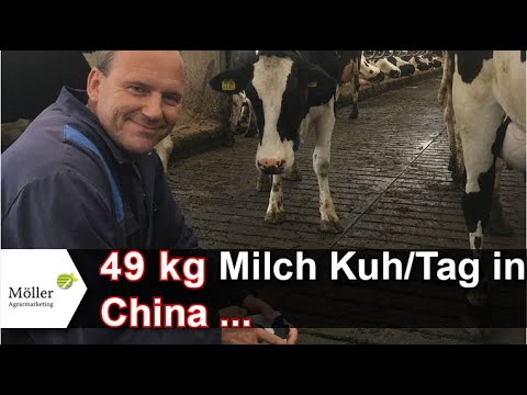 49 kg Milch pro Kuh | China kann Milchproduktion | Kälberblogger Peter Zieger berichtet!