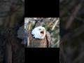 Bald Eagle Screech Sounds Haliaeetus Leucocephalus Sounds