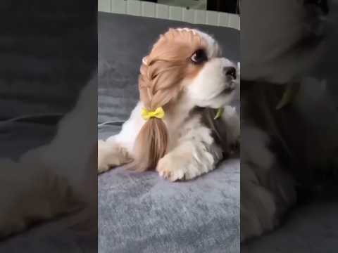 Hairstyle for your puppy 😄🐶🤩 #shorts #shortsvideo #puppy #pets