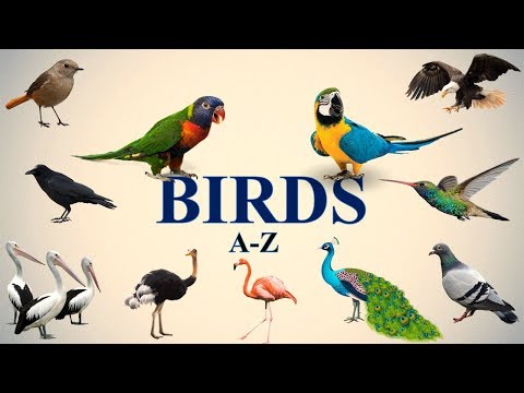 A-Z BIRDS NAMES Video