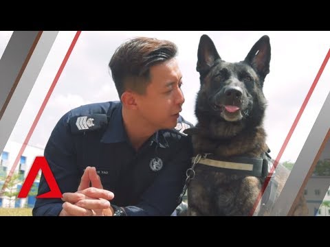 Meet the service dogs of the Singapore Police Force's K-9 unit