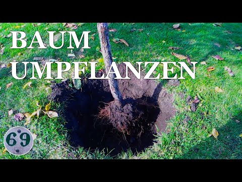 Unser Birnbaum zieht um | Baum umpflanzen | Birnbaum umsetzen