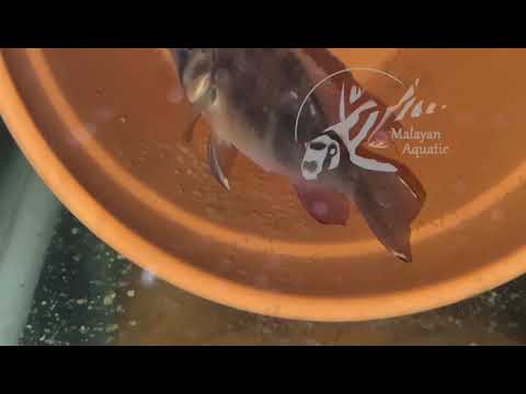 Biotodoma Cupido (Cupid Cichlid) @malayanaquaticmalaysia3262