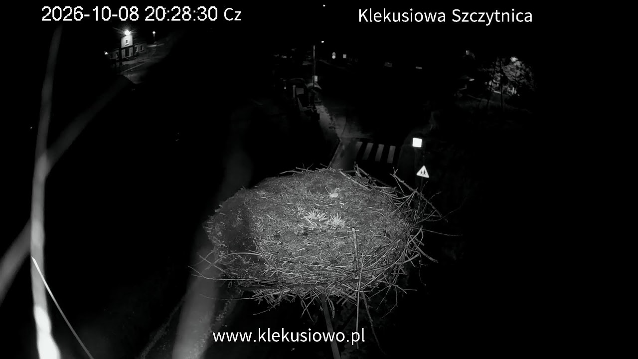 Live webcam view of White Stork Nest, Szczytnica