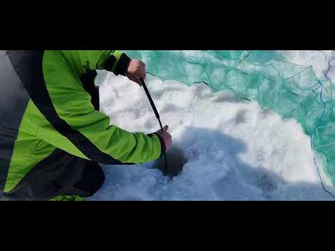 Ловля раков по ранней весне Постановка и проверка раколовок со льда