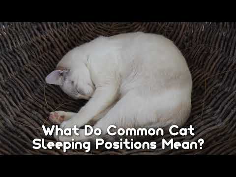 The Reason Cats Like to Sleep at the Foot of Your Bed