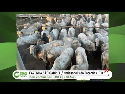 TOCANTINS SEGUE APOSTANDO EM GADO JOVEM E ACABAMENTO DE PRIMEIRA