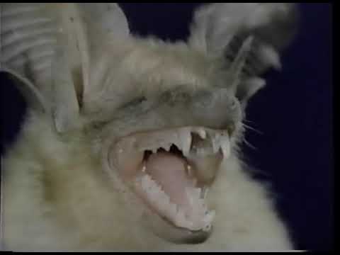 Dust or Destiny Moody Science Classic Series (1998/1957 Educational Religious VHS)