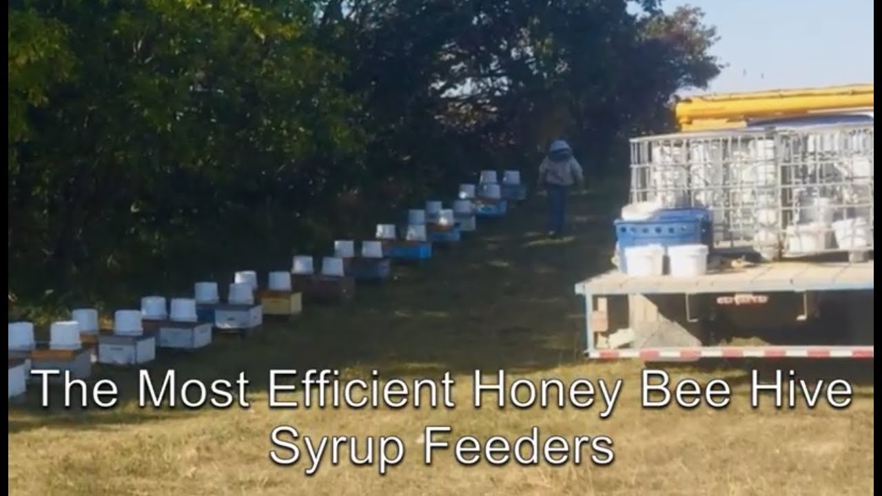 The Best Bee Hive Syrup Feeders