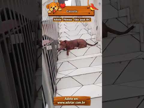Vídeo de Canela