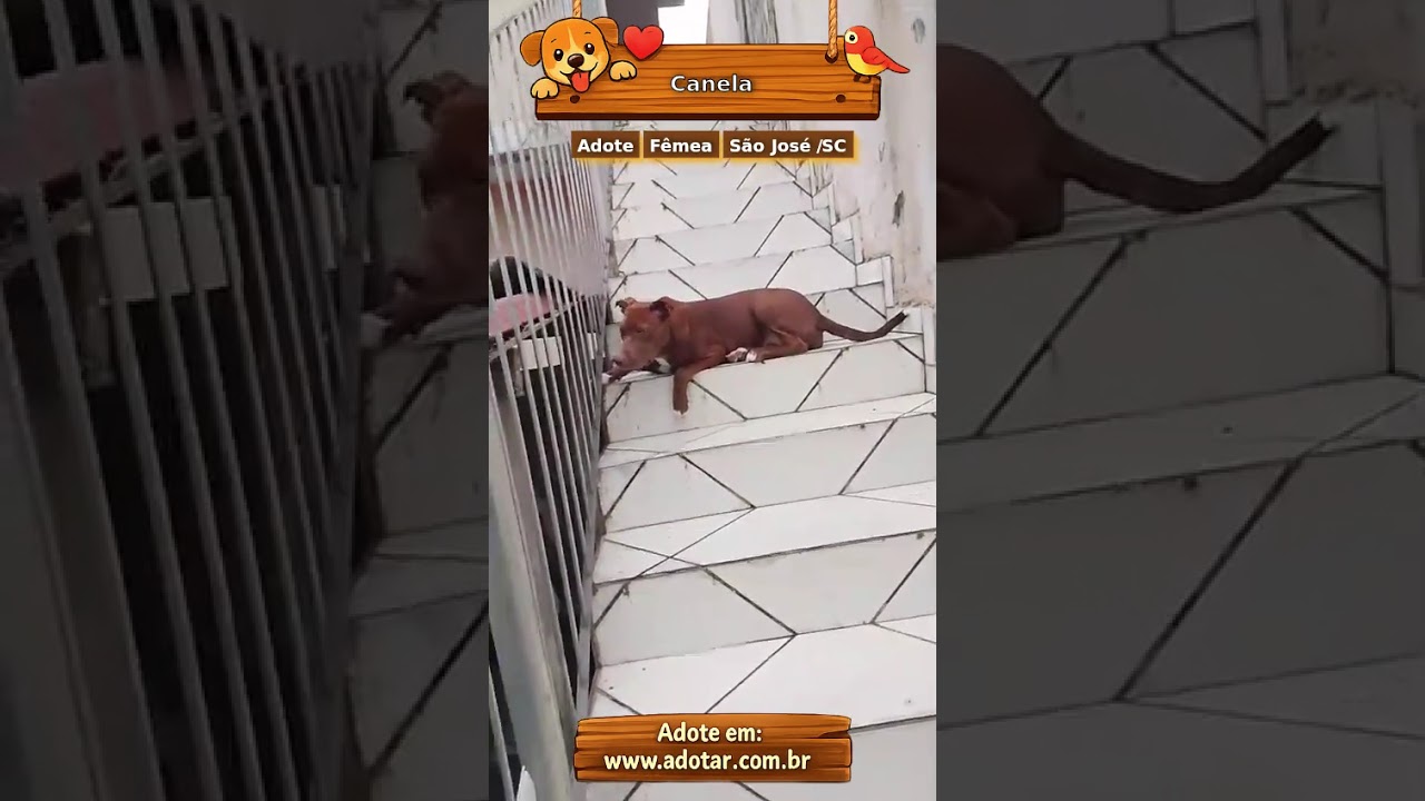Cachorro raça SRD-ViraLata idade 7 a 11 meses nome Canela