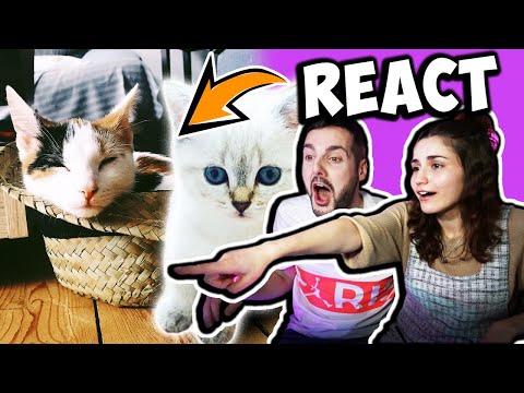 NICHT "AWW" SAGEN CHALLENGE! Dania & Kaan reagieren auf Samira, Hefe und Kiba