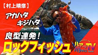 【村上晴彦・根魚】アカハタ・キジハタ！宗像沖のロックフィッシュ