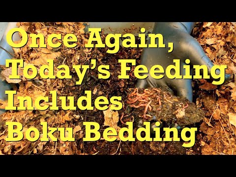 58-day ENC system's 7th feeding after 12 days - worm farm vermicompost