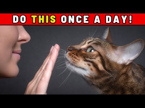 Do These 6 Things Daily – That’s How Cats Know You Love Them