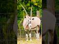 Oryx Gazella Animals Zoo 4k Wildlife Nj4d Sunnyday Safaripark