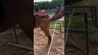 Download lagu Horse Mating Donkey - Donkeys Breeding - Animals Mating Compilation 2023 #donkeymeeting #shorts mp3