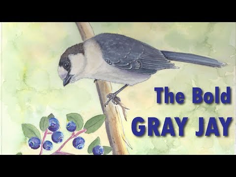 Hand Feeding A Gray Jay