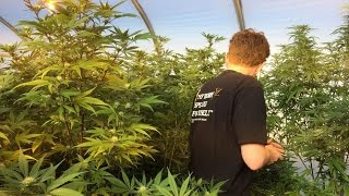 Why Don't We Legalize Pot To Create Jobs?