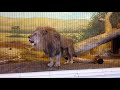 EPIC Up Close Lion S Roar
