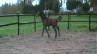 Welsh Cob, Keja Winter Prince