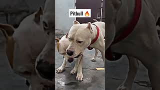 Pitbull dog lover's WhatsApp status😱👌😎 #pitbull#status#SHORTS latest status 15 January 2023