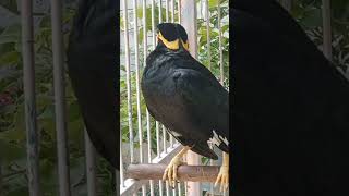 Download lagu burung beo niru suara sirene ambulan#tiktok #shorts mp3