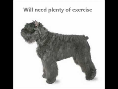 Bouvier Des Flandres