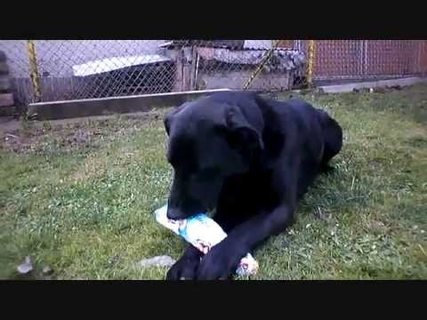 Jan Werich - hodné štěně