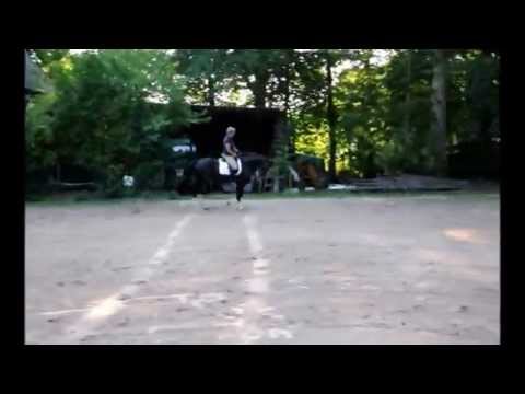 Fiete Hannoveraner Rappe 4J