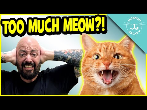 YouTube video about: Why does my cat cry when I leave the room?