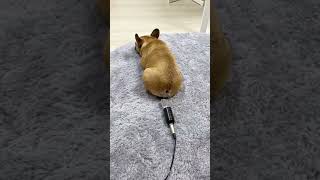 Movierulz Dog Comedy Video | 4movierulz Funny Dog Video  - #Shorts