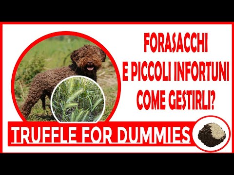 Forasacchi e piccoli infortuni. Come riconoscerli e come gestirli.
