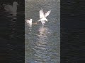 Seagulls Feeding Frenzy Mewsbrook Park Littlehampton Sussex England 󠁧󠁢󠁥󠁮󠁧󠁿