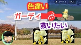 【ポケモンGO】大田舎 岡山 in総合グラウンド ガーディの巣 【実況 色違い ギラティナ 検証】