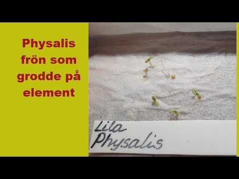 Physalis frön som grodde på element, Del 1
